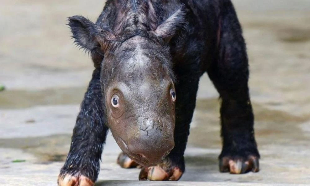 Ινδονησία: Ελπίδα για τον απειλούμενο με εξαφάνιση μαύρο ρινόκερο - Γεννήθηκε ο δεύτερος για φέτος (βίντεο)